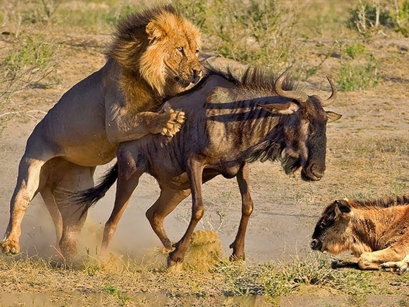 Лев поймал антилопу